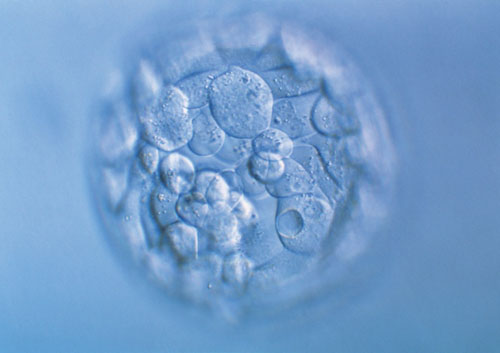 预产期计算器小娃子