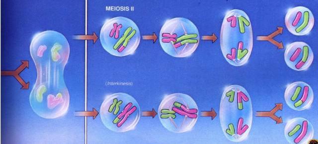 预产期计算器自测